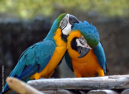 Parrot lovers timber © kiddeephoto
