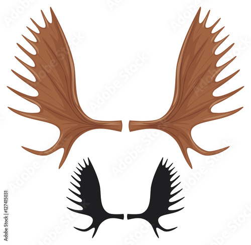 horns of moose (antlers)