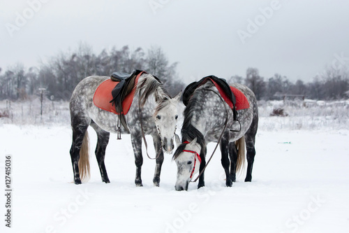Grey horses on white snow