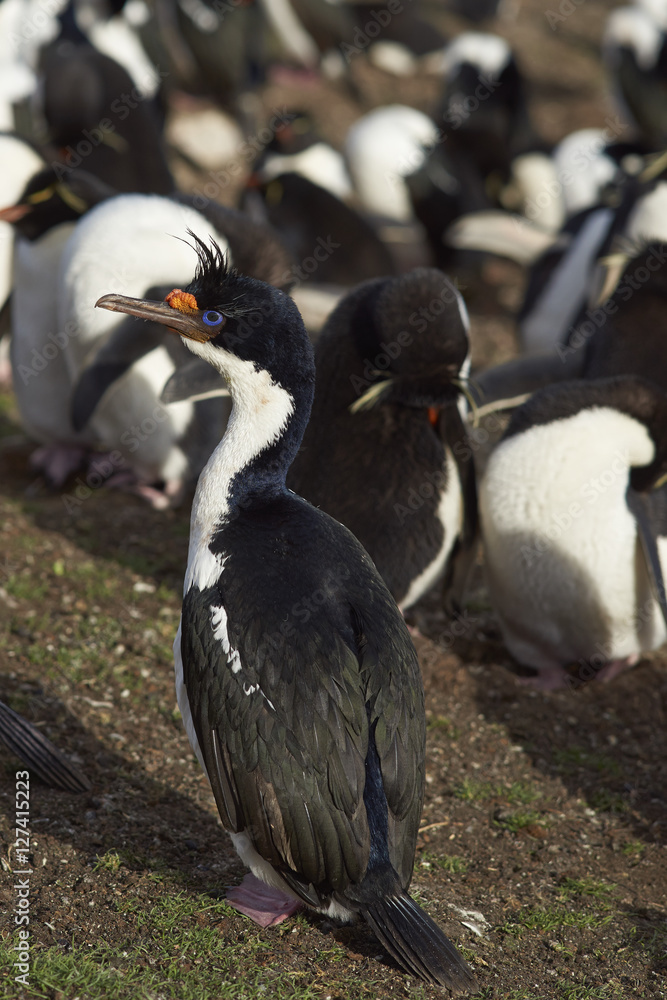 Fototapeta premium Imperial Shag (Phalacrocorax atriceps albiventer) standing on the edge of a large colony of birds on Saunders Island on the Falkland Islands