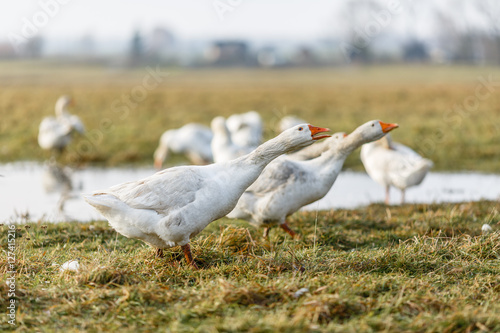 Белые гуси купаются в луже на лугу © vasilaleksandrov