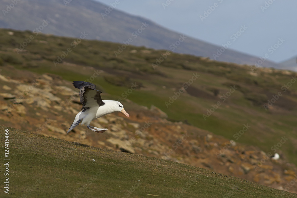 Fototapeta premium Black-browed Albatross (Thalassarche melanophrys) coming in to land on the cliffs of Saunders Island in the Falkland Islands.