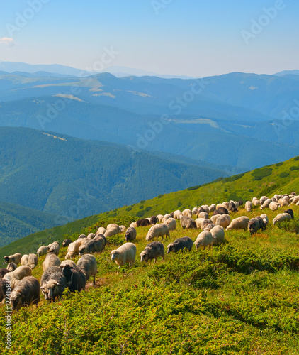 Sheep's pasture in the mountains
