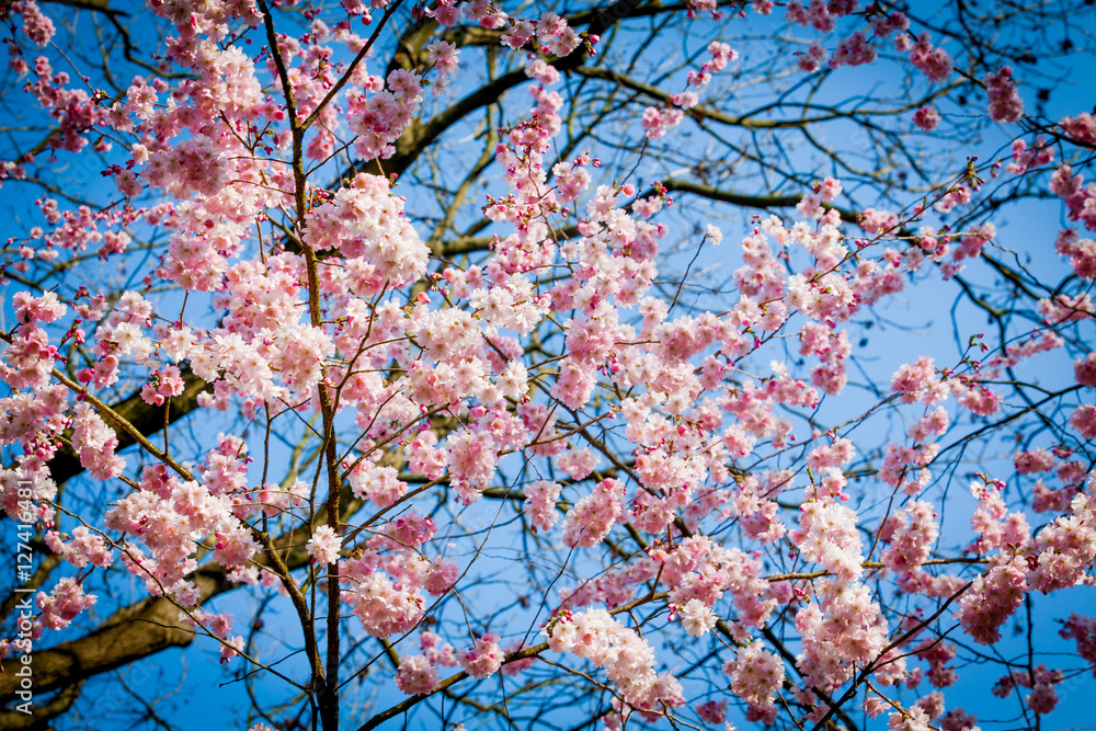 Sakura flower on nature background. pink spring blossom backgrou Sakura flower on nature background. pink spring blossom backgrou