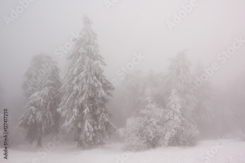 bezaubernde nebel im winter