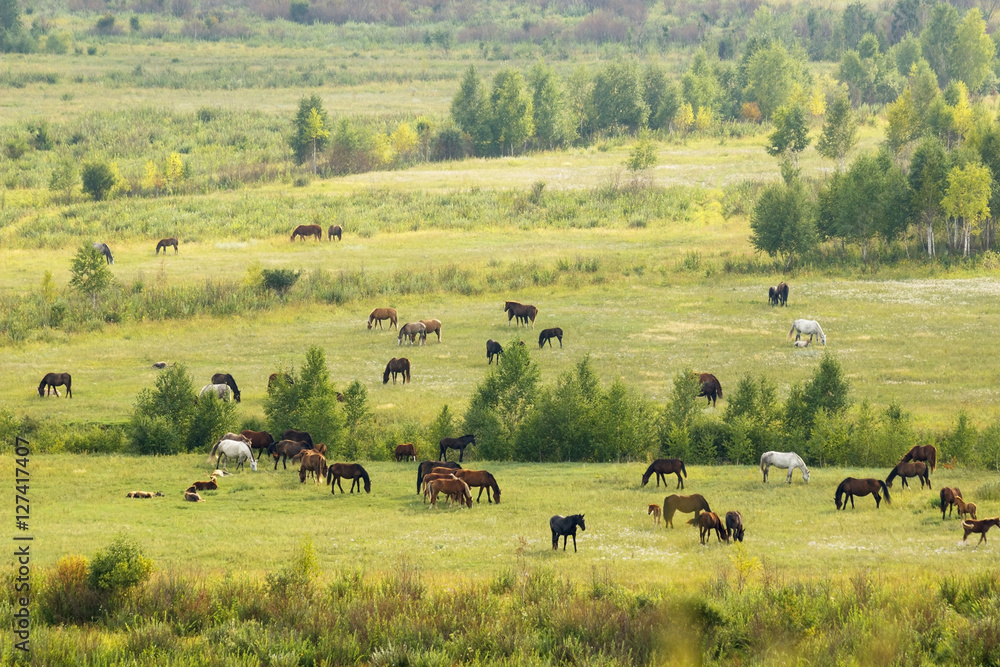 Russia. Khakassia. Horses eating grass in the field.