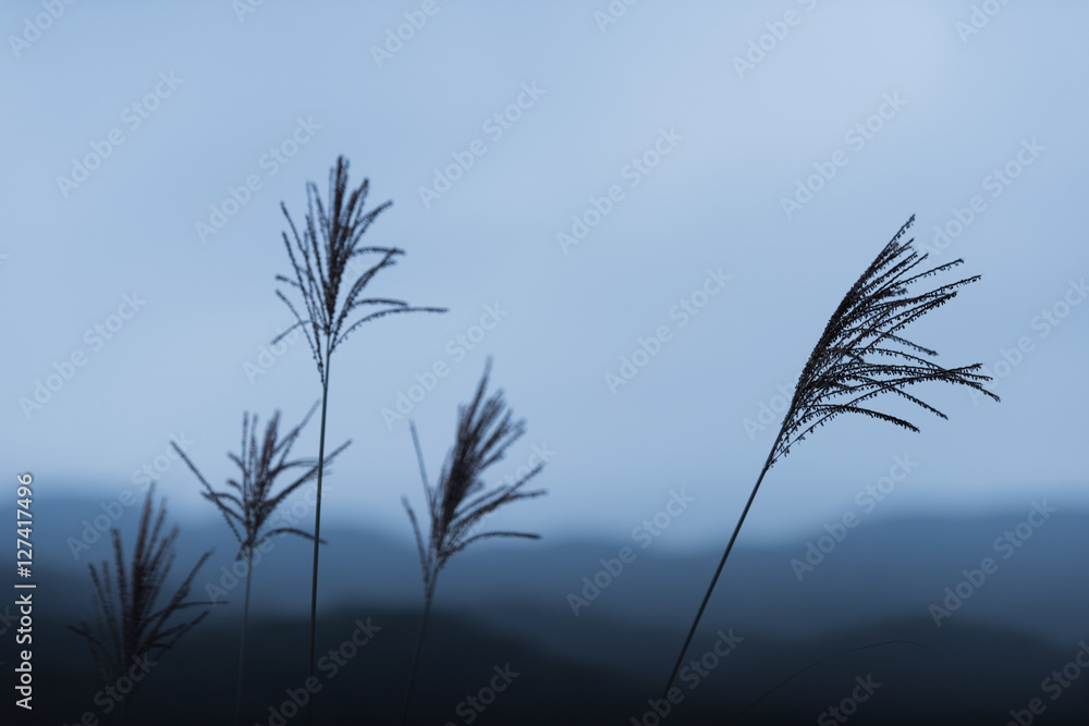 silhouette, lonely and upset silhouette, lonely and upset