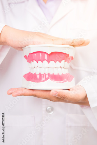 Dentist holding a  teeth model
