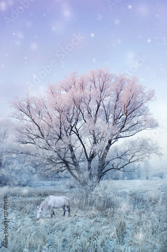 winter nature - fairy tale landscape with white horse and snow covered tree