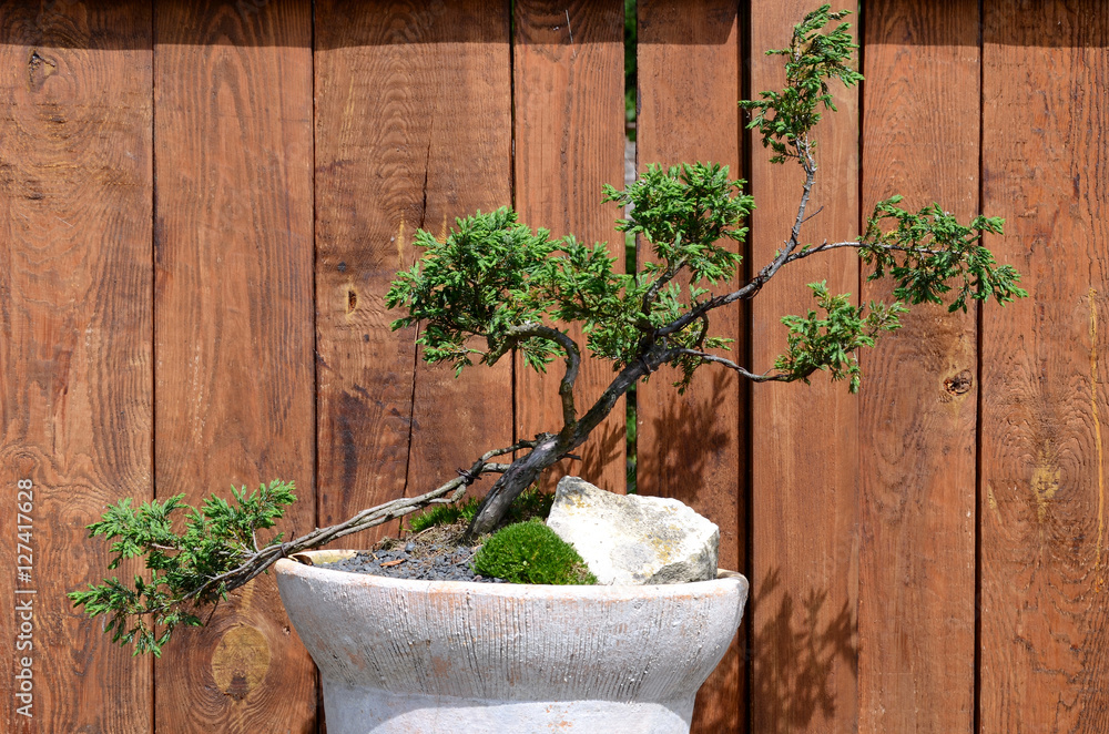 Bonsai