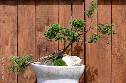 Obraz na płótnie Bonsai w salonie