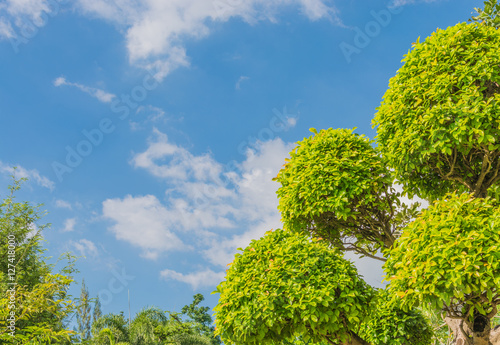 green leaf trees with blue sky background