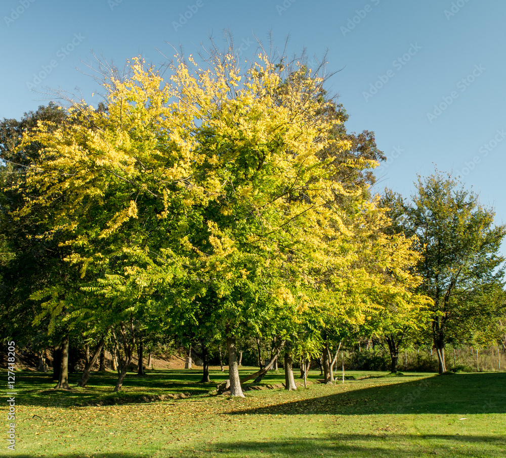 Naklejka premium Golden autumn.Venice,Italy,October 22,2016:Autumn scenery in Italy the lagoon of Venice island