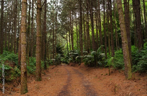 Road of pines