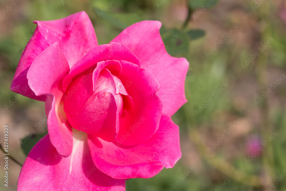  isolate pollen of plant, Background of pink rose, rose isolated in garden