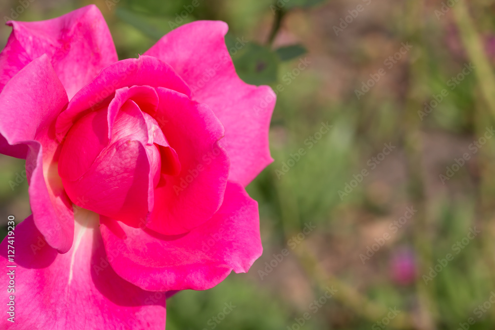  isolate pollen of plant, Background of pink rose, rose isolated in garden