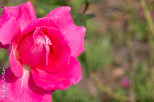  isolate pollen of plant  Background of pink rose  rose isolated in garden
