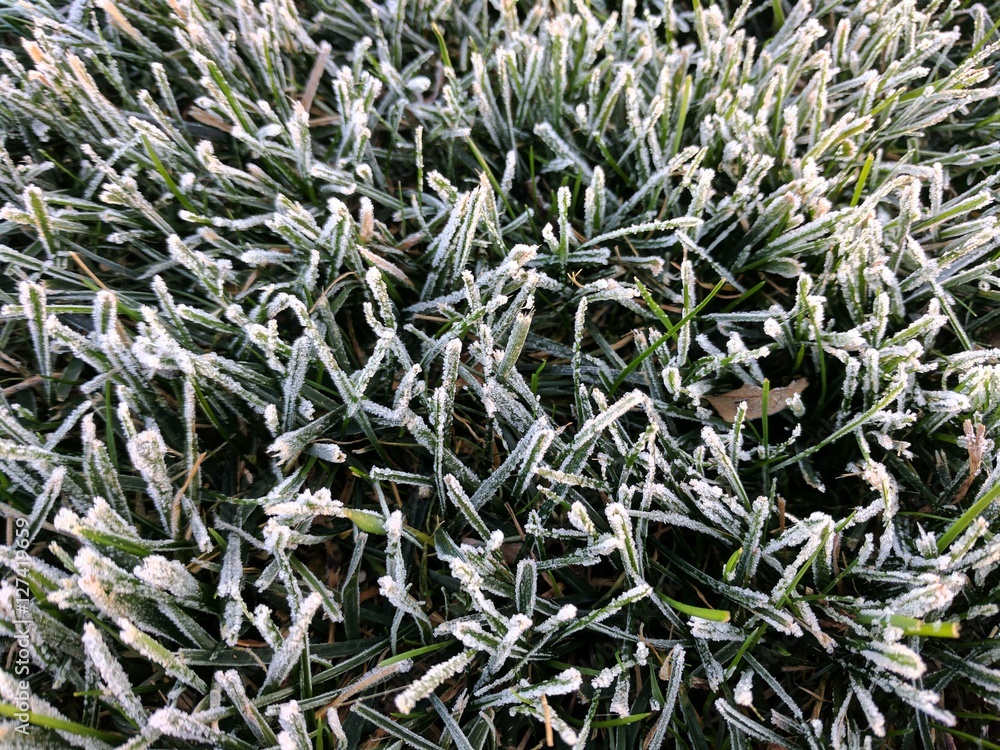 Frosted Grass Frosted Grass