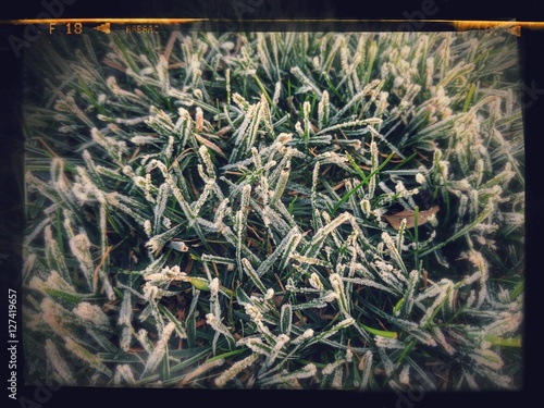 Frosted Grass Filtered