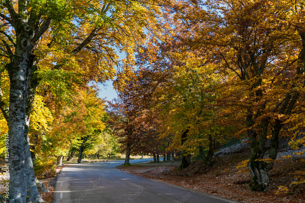 Naklejka premium Beautiful autumn in the forests in the slopes of the Mont Ventou