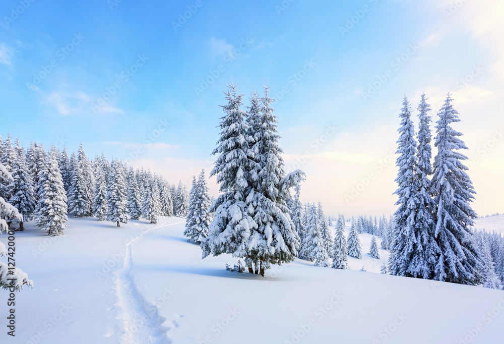 The path leads to the snowy forest. The path leads to the snowy forest.