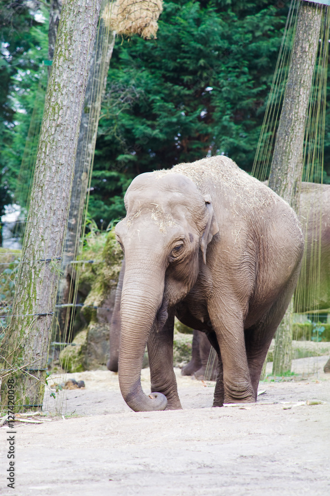Fototapeta premium Elephant in the zoo