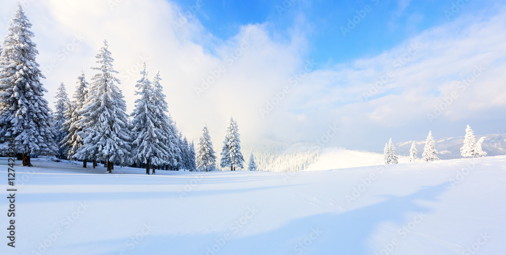 Panorama with trees in snow.