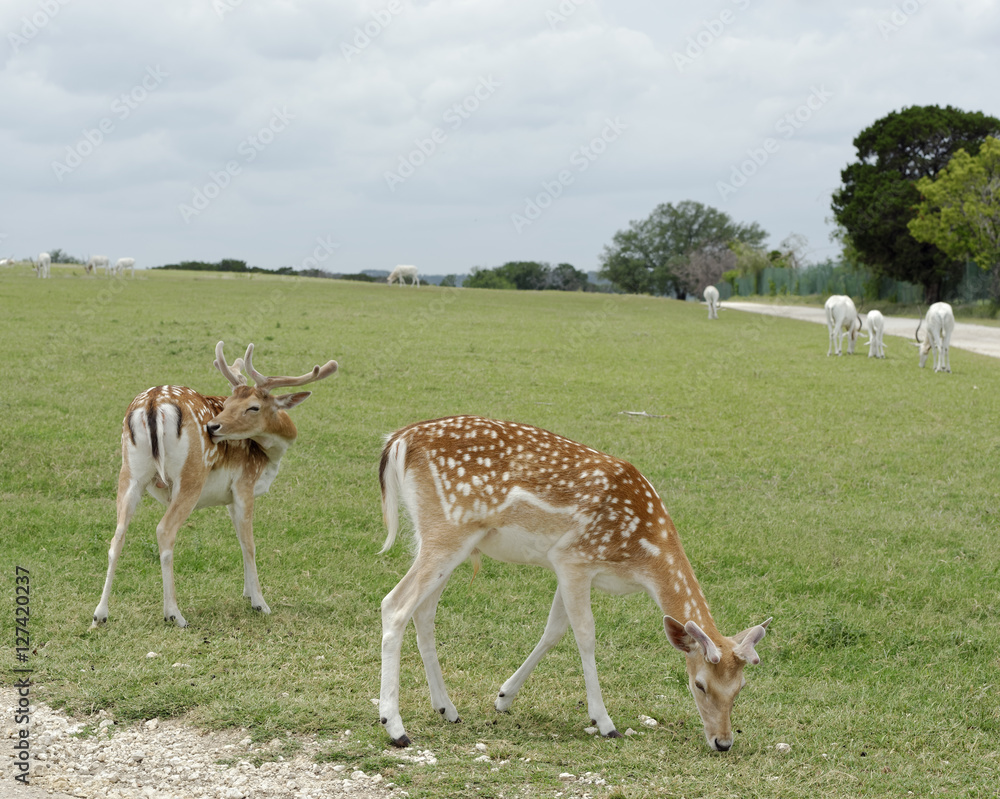 Pair of young Fallow Deer bucks in grassland Pair of young Fallow Deer bucks in grassland