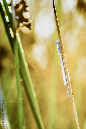 Dragonfly in the morning with dew
