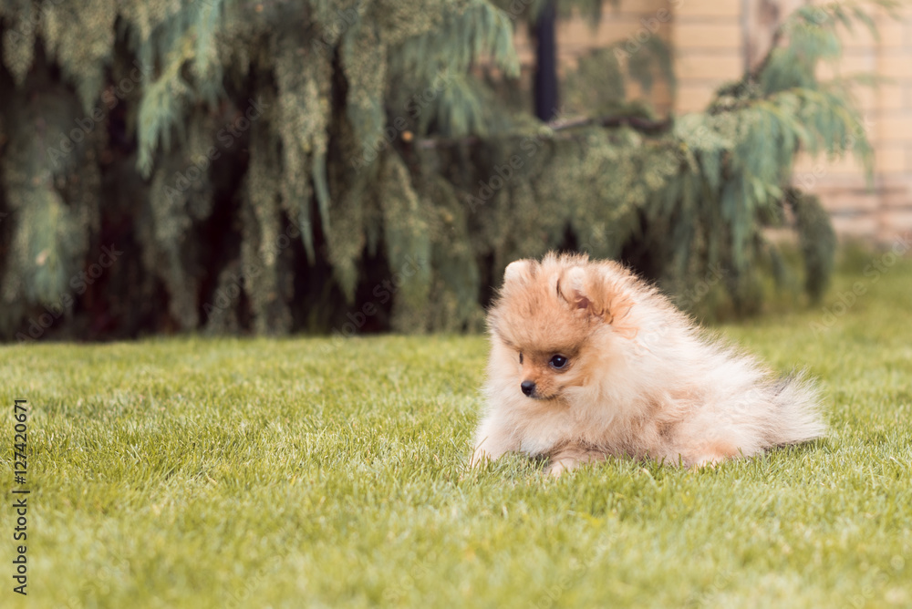 small dogs walking on the grass