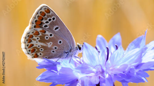 Bloeiende wilde bloemen in de bermen en weilanden