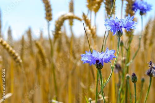 Canvastavla Bloeiende wilde bloemen in de bermen en weilanden