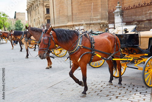 Seville horse carriages in Cathedral of Sevilla
