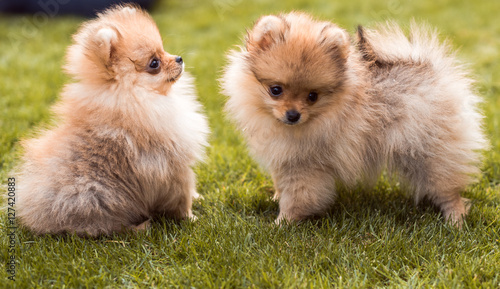 Fototapeta Naklejka Na Ścianę i Meble -  small dogs walking on the grass