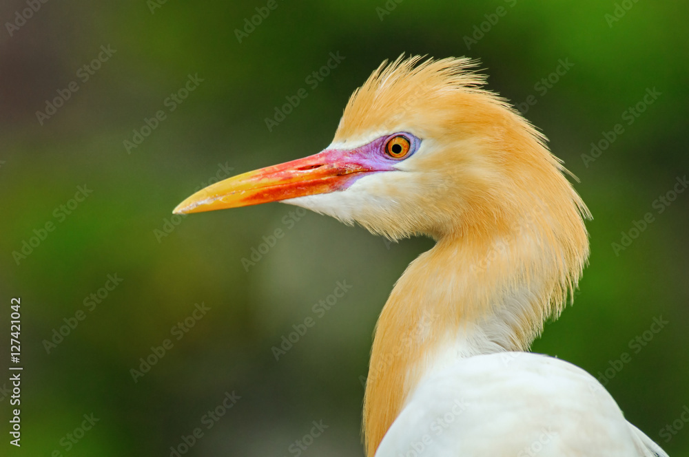 Portrait of adult eastern cattle egrets in breeding dress Portrait of adult eastern cattle egrets in breeding dress