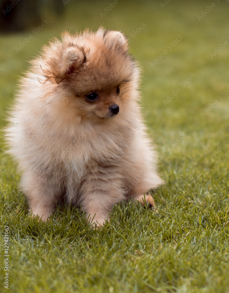 small dogs walking on the grass small dogs walking on the grass