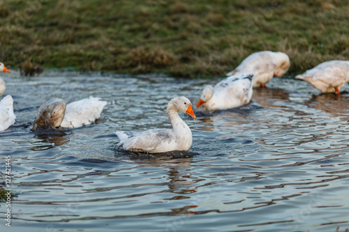 Белые гуси купаются в луже