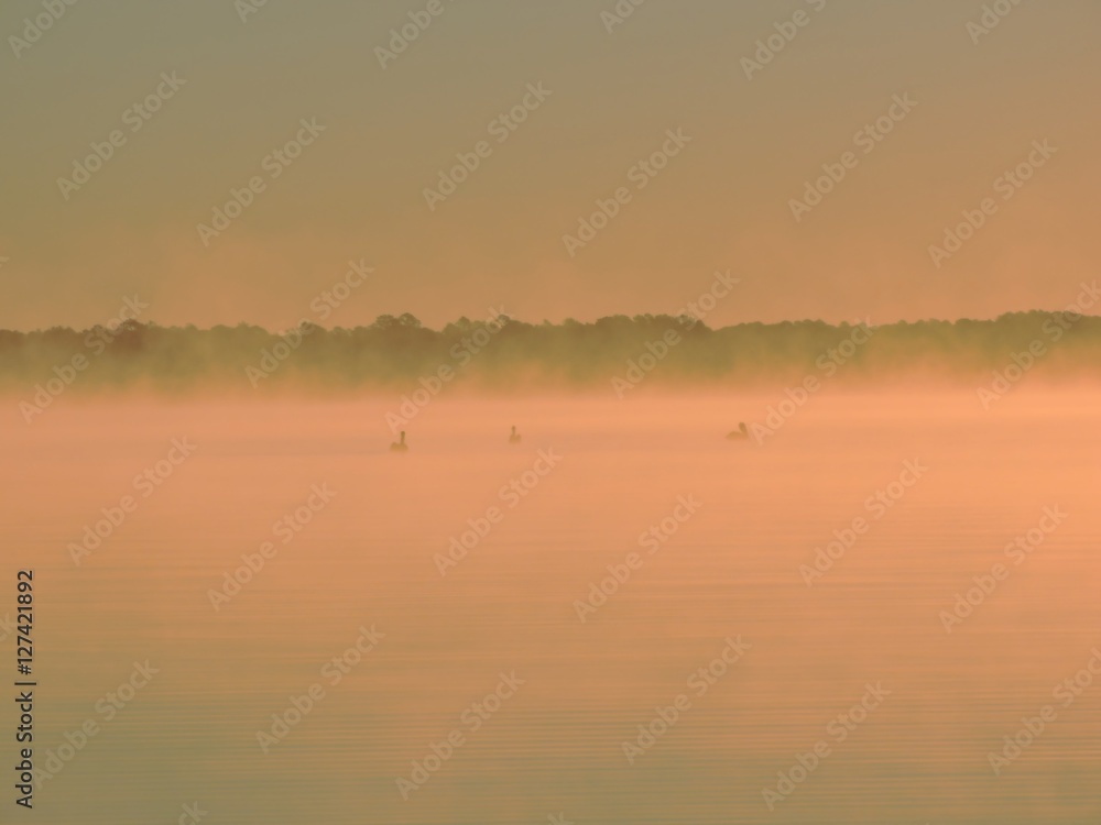 Pelicans sitting on water in morning mist