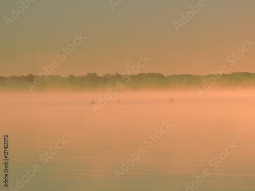 Pelicans sitting on water in morning mist
