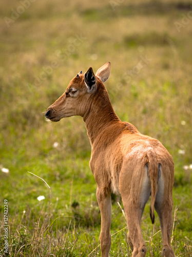 An adorable baby Topi antelope standing in a grassy plain in Kenya's Masai Mara National Park photo