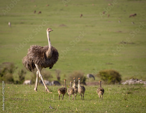 A mother ostrich with her brood of chicks walks across the vast landscape of Kenya's Masai Mara National Park