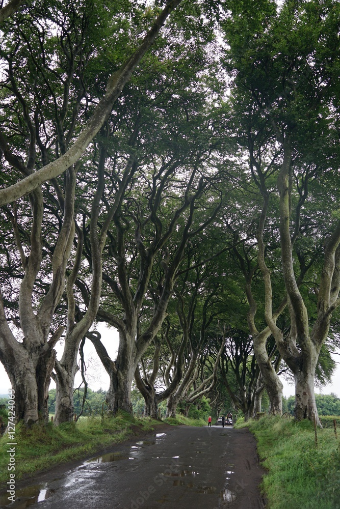 Obraz premium Alte Baumallee in Nordirland / Dark Hedges 