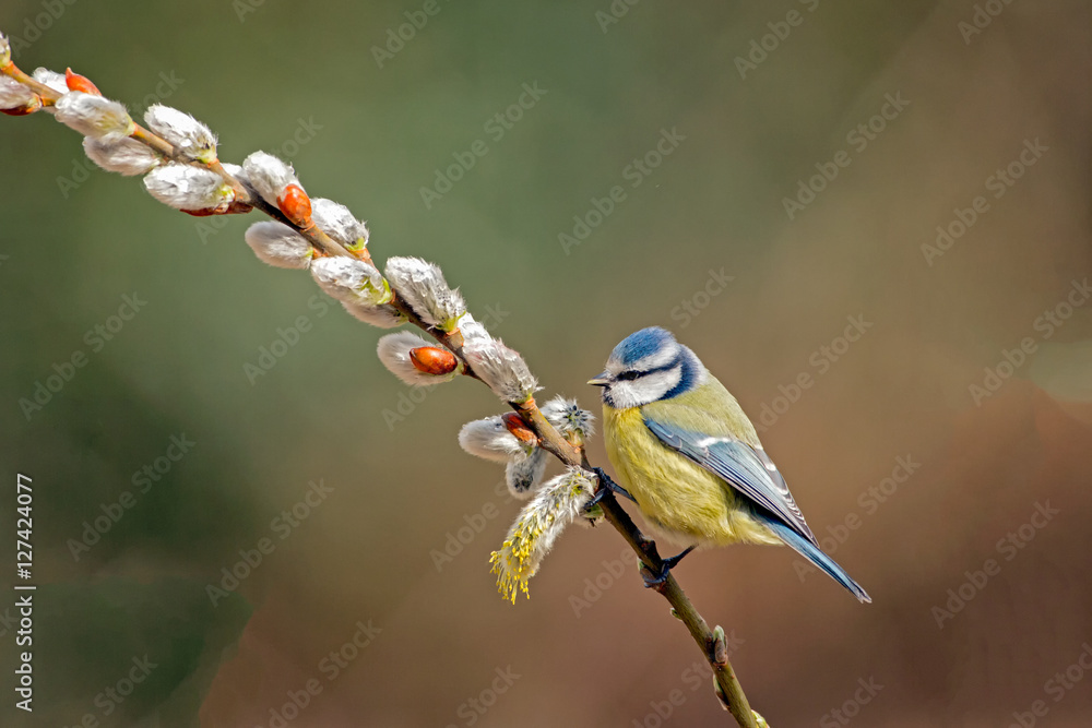 Blue Tit Blue Tit
