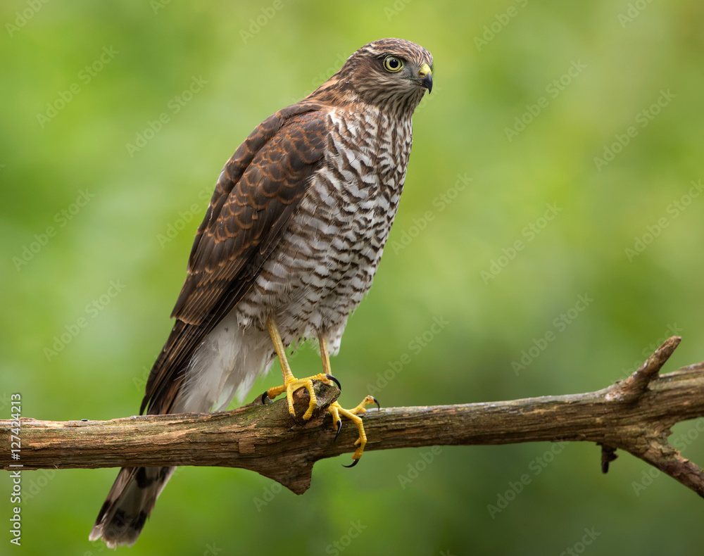 European Sparrowhawk / Sperwer European Sparrowhawk / Sperwer