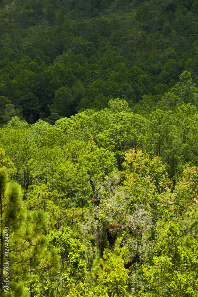 Enigmatic and mysterious forests of Central America. Guatemala Enigmatic and mysterious forests of Central America. Guatemala