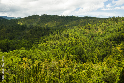 Enigmatic and mysterious forests of Central America. Guatemala