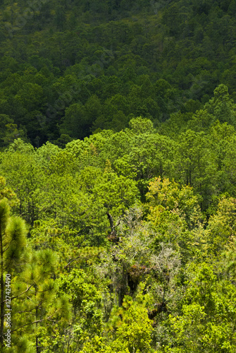 Enigmatic and mysterious forests of Central America. Guatemala