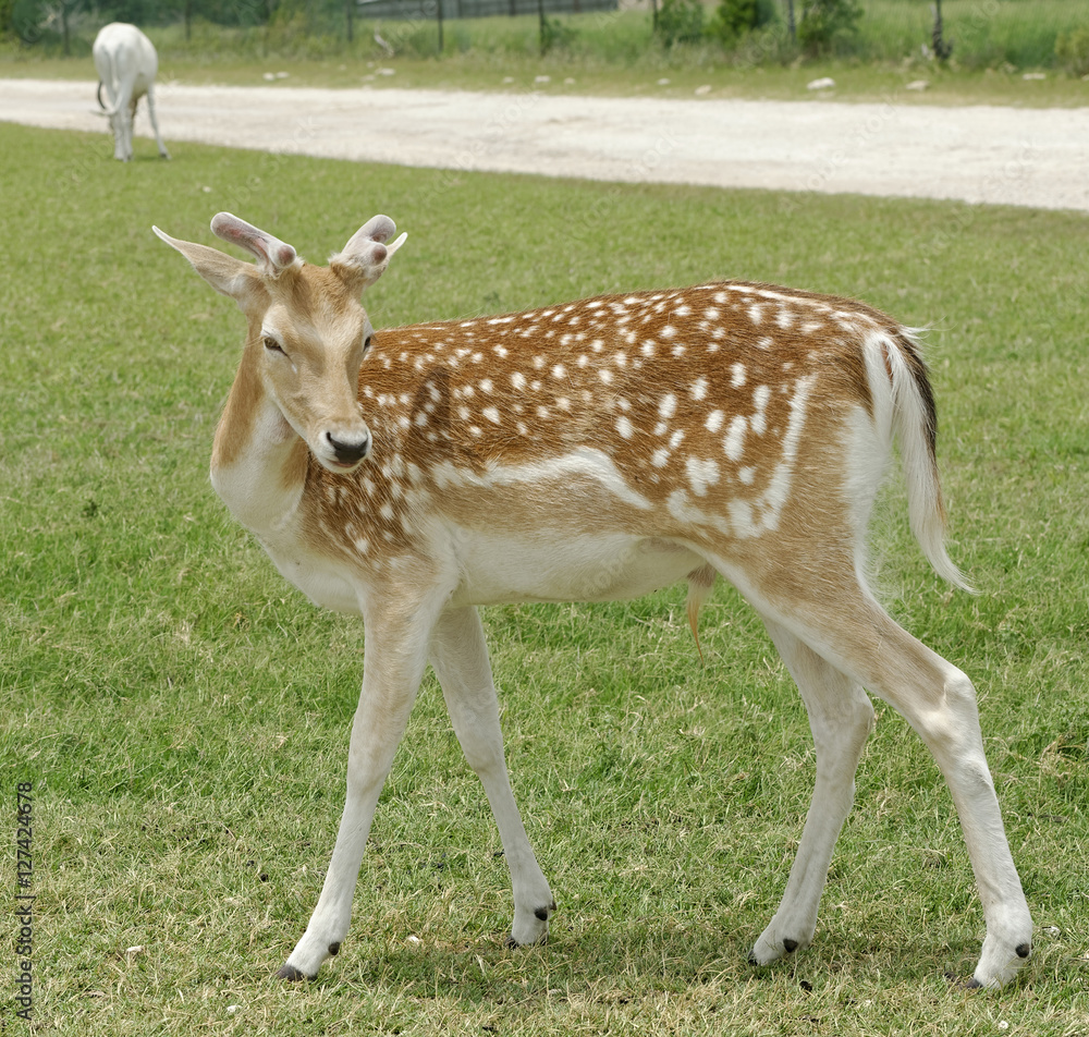 Closeup of young Fallow Deer buck in grassland Closeup of young Fallow Deer buck in grassland