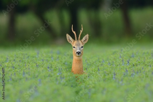 Photo roe deer