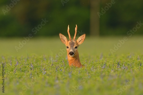 roe deer